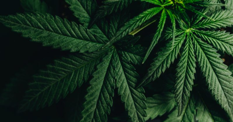 Le cannabis thérapeutique c’est quoi ?